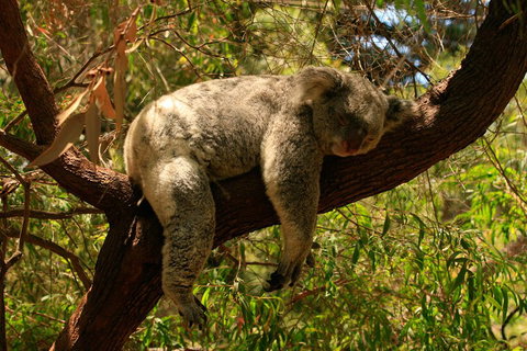 Australian Animals, Seascape And Sunset Photography Tour - Restaurant Guide 1