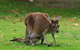 Australian Animals, Seascape And Sunset Photography Tour - thumb 2
