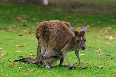 Australian Animals, Seascape And Sunset Photography Tour - Restaurant Guide 2