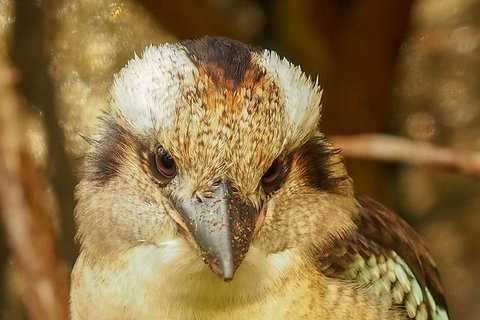 Australian Animals, Seascape And Sunset Photography Tour - Restaurant Guide 3