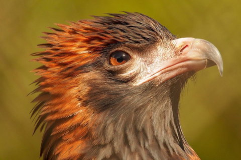 Australian Animals, Seascape And Sunset Photography Tour - Restaurant Guide 4