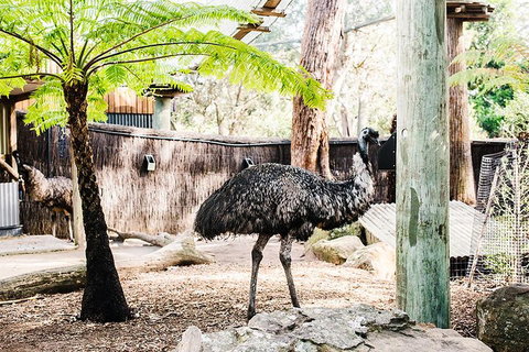 Sydney Taronga Zoo General Entry Ticket And Wild Australia Experience - Restaurant Guide 0