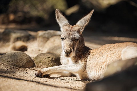 Sydney Taronga Zoo General Entry Ticket And Wild Australia Experience - Restaurant Guide 3