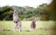 LGBT+ Friendly 3 Day Tour The Grampians, Daylesford & Ballarat - thumb 2