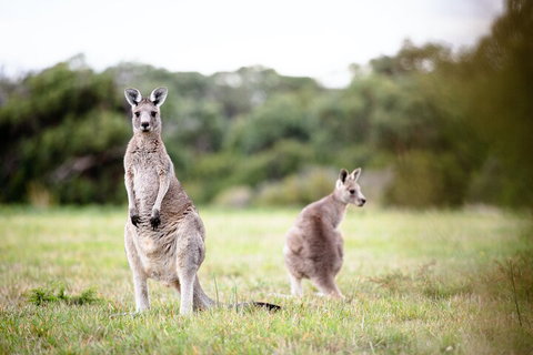 LGBT+ Friendly 3 Day Tour The Grampians, Daylesford & Ballarat - Restaurant Guide 2