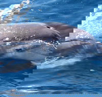 Jervis Bay Dolphin Watch Cruise - Restaurant Guide