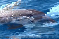 Book Viator Accommodation Vacations Restaurant Guide Restaurant Guide