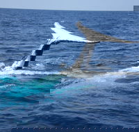 Whale Watching Jervis Bay - Restaurant Guide