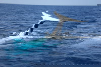 Whale Watching Jervis Bay