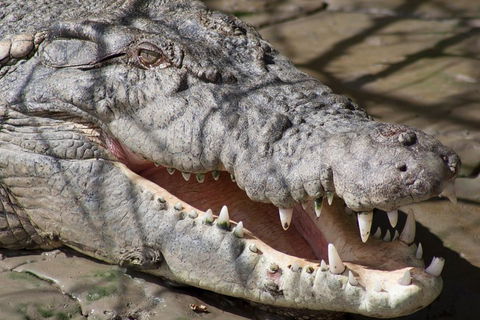 Whitsunday Crocodile Safari Including Lunch - Restaurant Guide 1