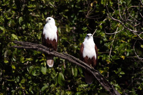 Whitsunday Crocodile Safari Including Lunch - Restaurant Guide 2