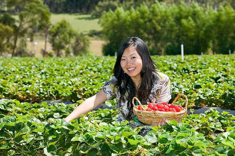 Mornington Peninsula Small Group Day Tour - Restaurant Guide 4