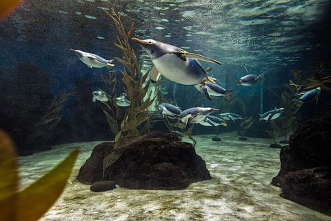 SEA LIFE Sydney Aquarium Entrance Ticket - Restaurant Guide 0