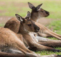 Private Ballarat and Sovereign Hill Tour from Melbourne - Restaurant Guide