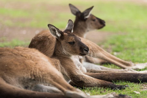Private Ballarat And Sovereign Hill Tour From Melbourne - Restaurant Guide 0