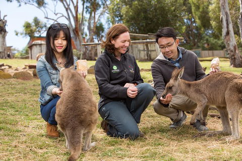 Bonorong Wildlife Park And Richmond Afternoon Tour From Hobart - Restaurant Guide 1