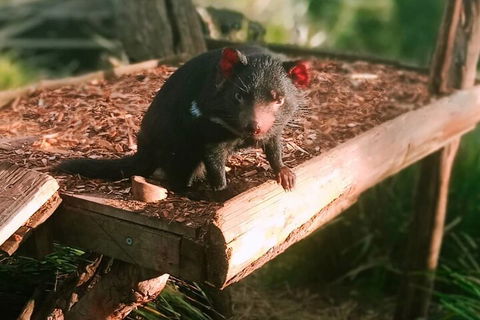 Bonorong Wildlife Park And Richmond Afternoon Tour From Hobart - Restaurant Guide 4
