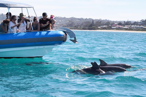 Seal Island Boat Tour From Victor Harbor - Restaurant Guide 5