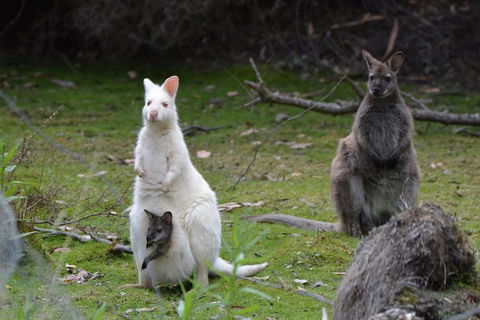 Full-Day Guided Bruny Island Tour From Hobart - Restaurant Guide 0