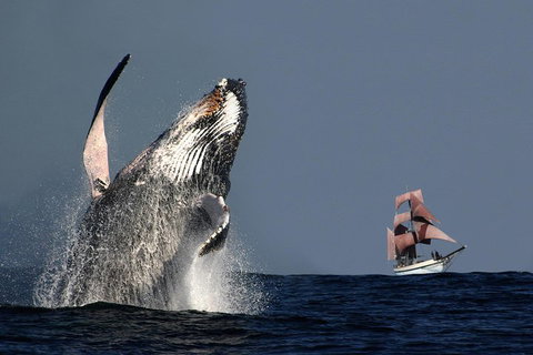 Sydney Harbour Tall Ship Whale & Sail - Whale Watching Cruise - Restaurant Guide 0