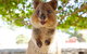 Discover Rottnest With Ferry & Bus Tour From Perth Or Fremantle - thumb 0