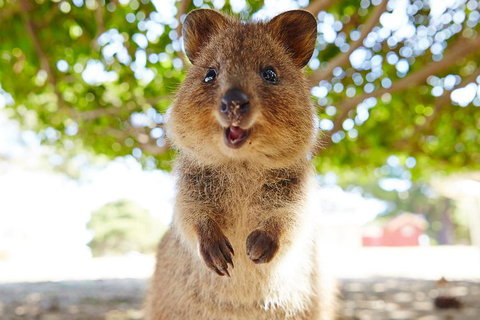 Discover Rottnest With Ferry & Bus Tour From Perth Or Fremantle - Restaurant Guide 0