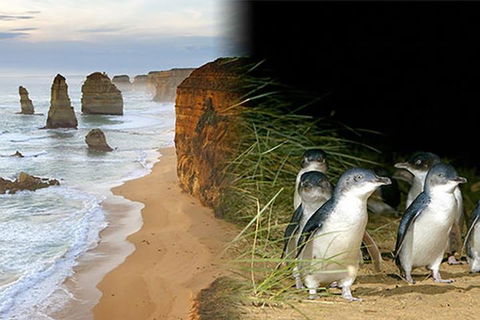 Melbourne Super Saver: Great Ocean Road + Phillip Island + Attraction Pass - Restaurant Guide 0
