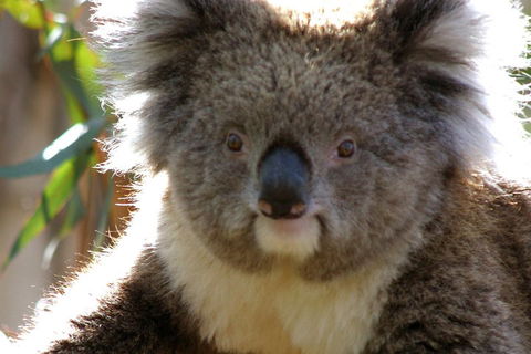 Melbourne Super Saver: Great Ocean Road + Phillip Island + Attraction Pass - Restaurant Guide 3