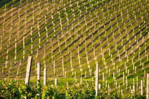 Melbourne Super Saver: Great Ocean Road + Mornington Peninsula + Attraction Pass - Restaurant Guide 1