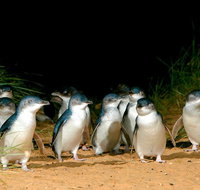 Puffing Billy Moonlit Sanctuary  Penguins Day Tour - Restaurant Guide