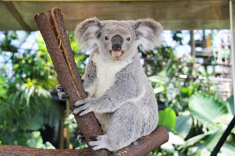 Cairns ZOOM And Wildlife Dome - Restaurant Guide 0