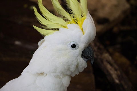 Cairns ZOOM And Wildlife Dome - Restaurant Guide 2