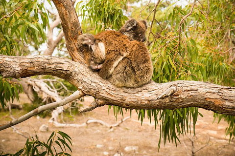 10 Day Perth To Adelaide Private Tour - The Great Australian Wilderness Journey - Restaurant Guide 4