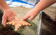 Lunch And General Admission Entry At AQWA - thumb 2
