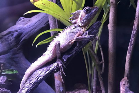 Cairns Aquarium Admission Ticket - Restaurant Guide 0