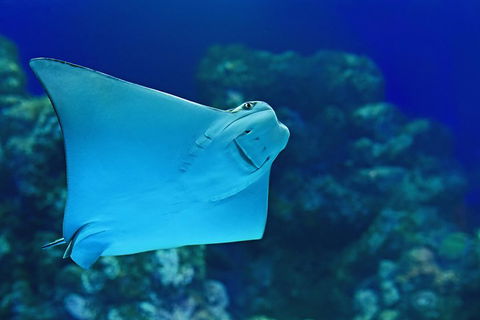 Cairns Aquarium Admission Ticket - Restaurant Guide 2