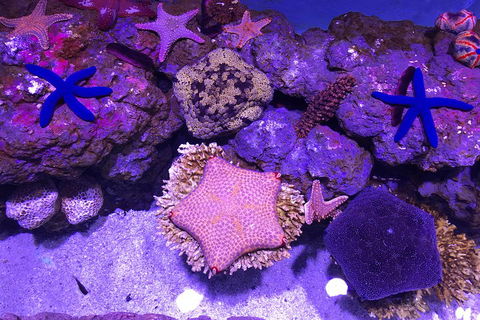 Cairns Aquarium Admission Ticket - Restaurant Guide 5