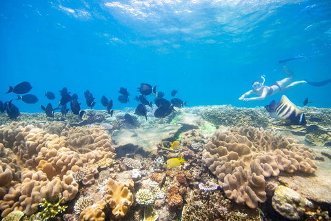 Outer Reef Pontoon Experience From Cairns - Restaurant Guide 4
