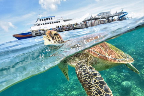 Outer Reef Pontoon Experience From Cairns - Restaurant Guide 5