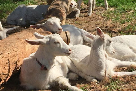 Mornington Peninsula Winery Tours With Cheese, Chocolate Tastings From Melbourne - Restaurant Guide 0