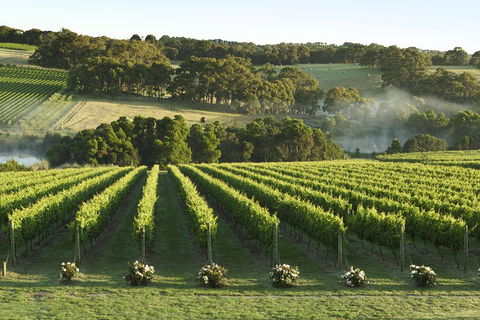 Mornington Peninsula Winery Tours With Cheese, Chocolate Tastings From Melbourne - Restaurant Guide 4