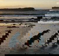 Phillip Island Penguin Parade Day Trip with Koala Conservation Reserve Visit - Restaurant Guide