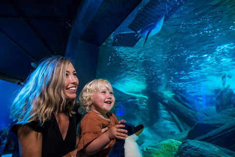 SEA LIFE Sunshine Coast Aquarium Entrance Ticket - Restaurant Guide 0