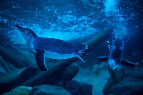 SEA LIFE Sunshine Coast Aquarium Entrance Ticket - Restaurant Guide 1