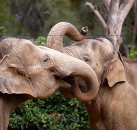 Melbourne Zoo General Entry Ticket - Restaurant Guide
