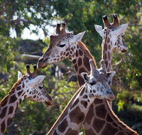 Werribee Open Range Zoo General Admission Ticket - Restaurant Guide