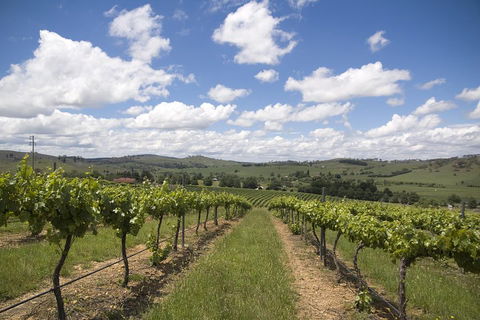 Hunter Valley Wine Tour From Sydney Incl Lunch, Cheese, Chocolate And Distillery - Restaurant Guide 0