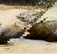 Phillip Island Penguin Parade Brighton Bathing Boxes and Wildlife Park Tour - Restaurant Guide