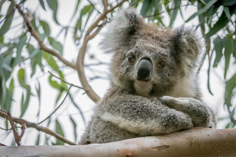 Great Ocean Road & Grampians National Park Tour - 3 Days, 2 Nights - Restaurant Guide 2
