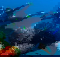 Scuba Dive the S.S. Yongala Wreck on the Great Barrier Reef. - Restaurant Guide